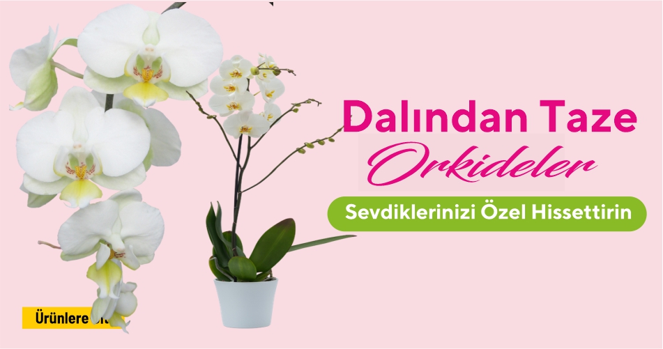 Gelsineve